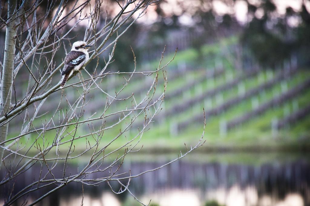 Bettenays Margaret River Metricup Kamer foto